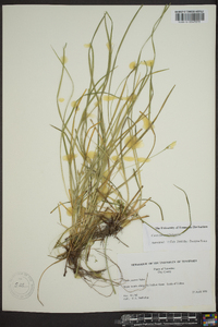 Carex jamesii image