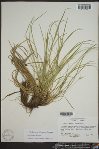 Carex jamesii image