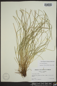 Carex jamesii image