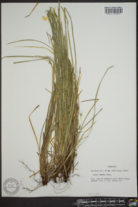 Carex jamesii image