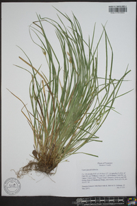 Carex jamesii image