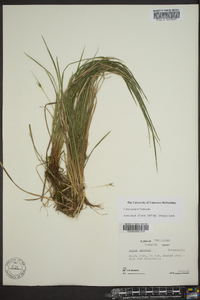 Carex jamesii image