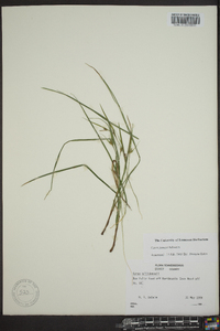 Carex jamesii image