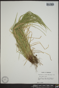 Carex jamesii image