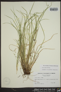 Carex jamesii image