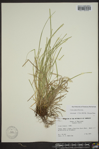 Carex jamesii image