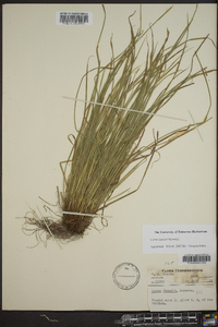 Carex jamesii image