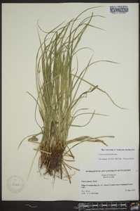 Carex jamesii image