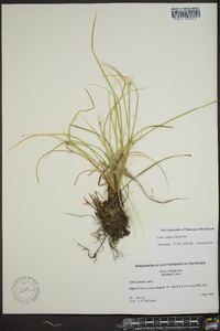 Carex jamesii image