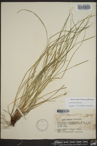 Carex jamesii image