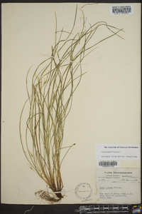 Carex jamesii image