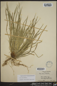 Carex jamesii image