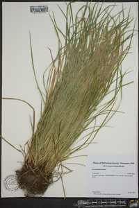 Carex jamesii image