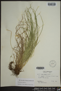 Carex jamesii image