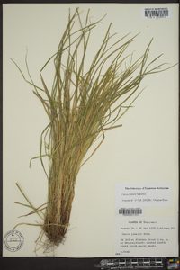 Carex jamesii image