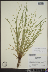 Carex jamesii image