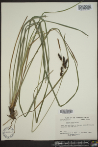 Carex joorii image