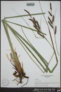 Carex joorii image