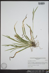 Carex kraliana image