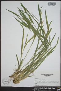 Carex kraliana image