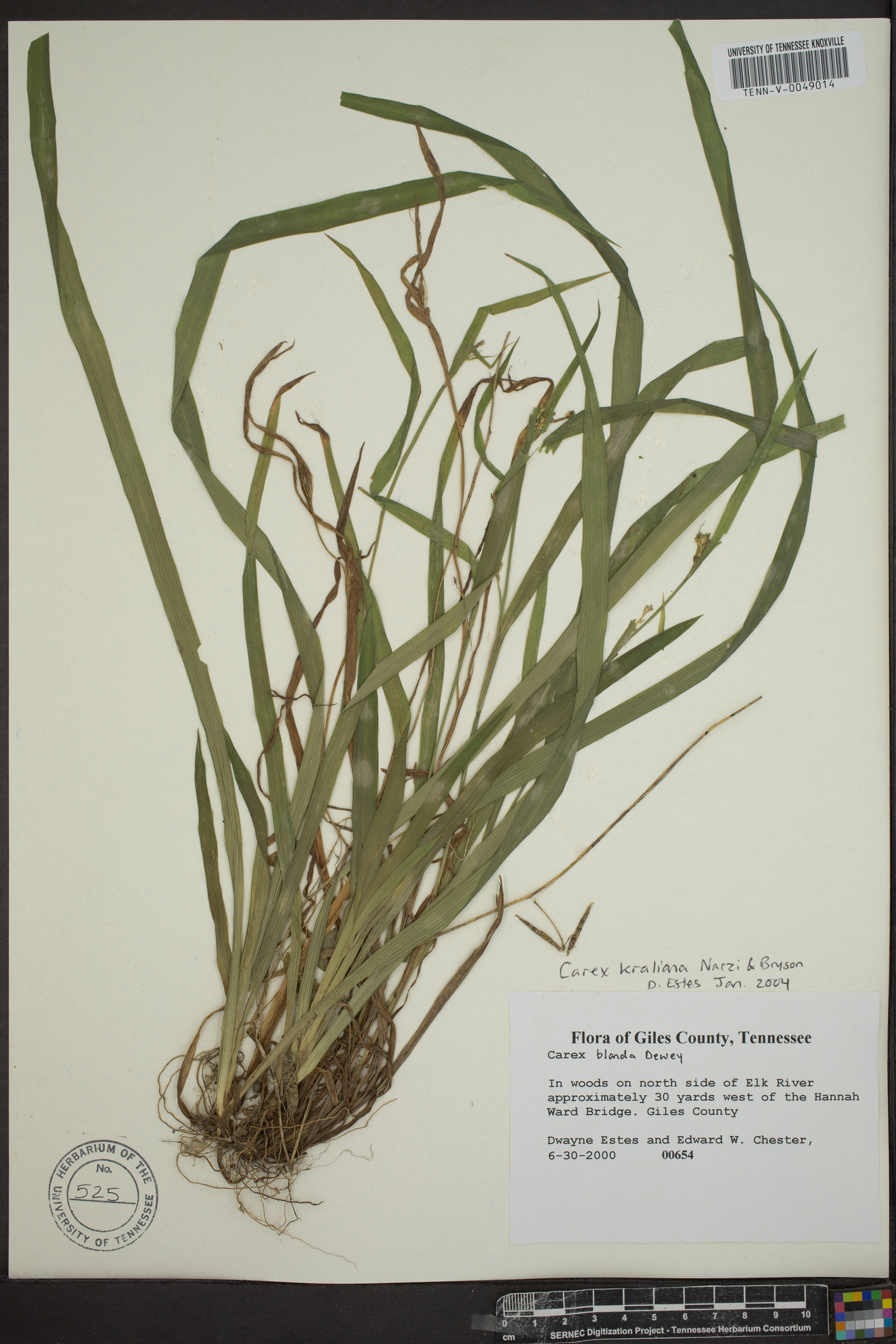 Carex kraliana image