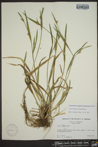 Carex kraliana image