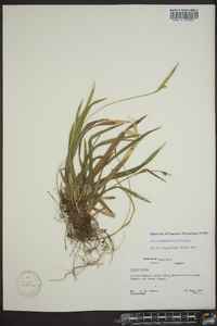 Carex kraliana image