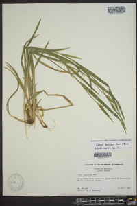 Carex kraliana image