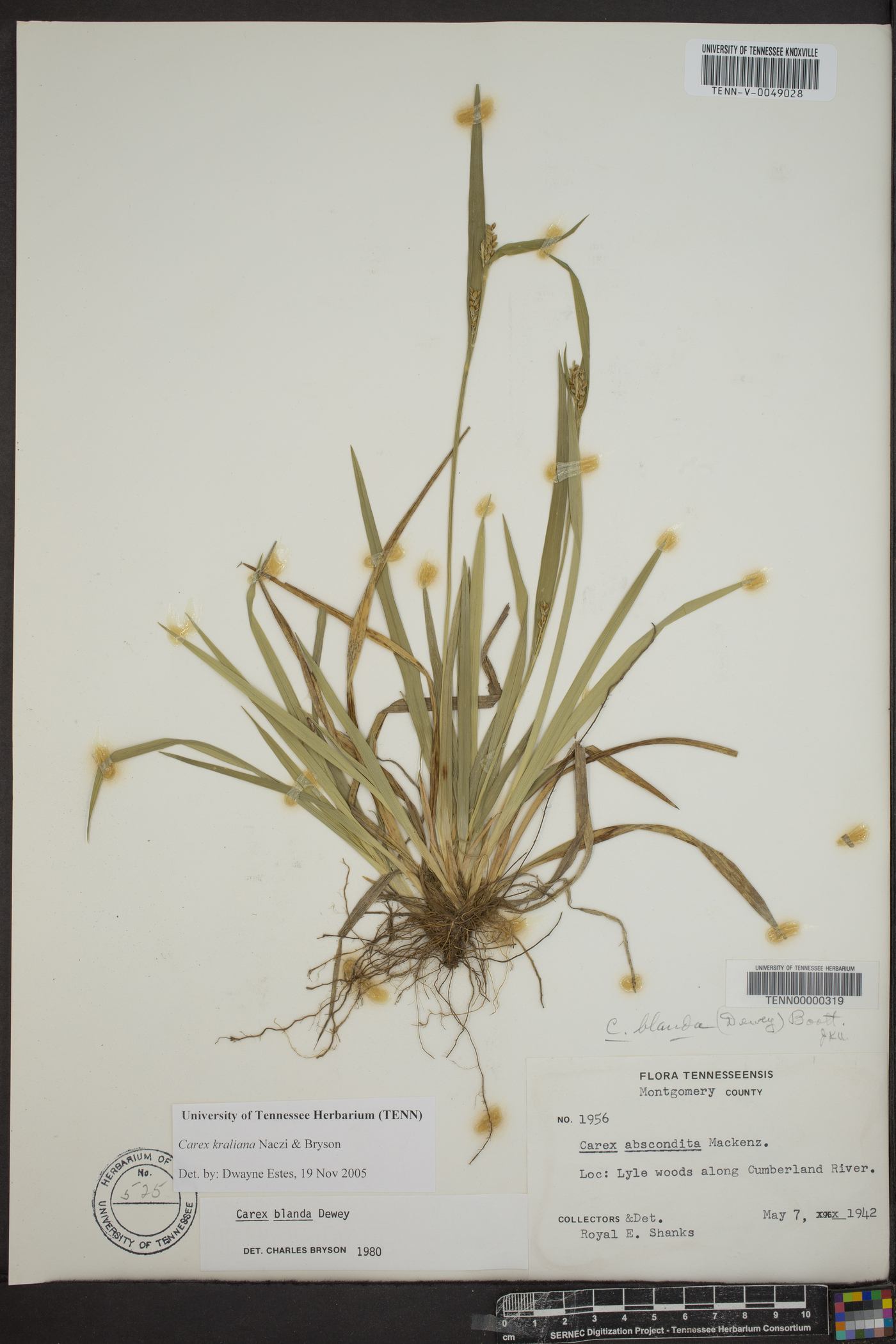 Carex kraliana image