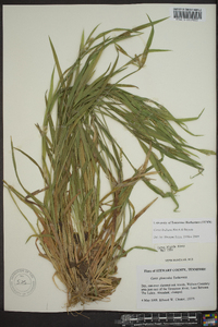 Carex kraliana image