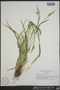 Carex kraliana image