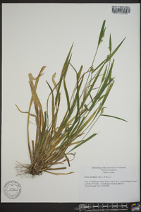 Carex kraliana image