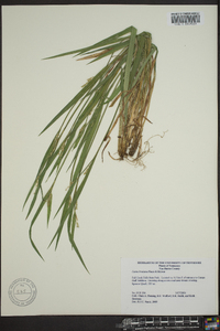 Carex kraliana image