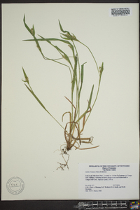 Carex kraliana image