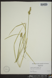 Carex laevivaginata image