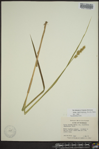 Carex laevivaginata image