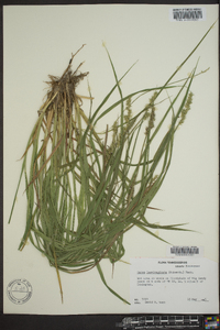 Carex laevivaginata image