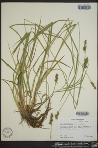 Carex laevivaginata image