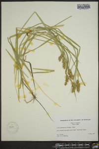 Carex laevivaginata image