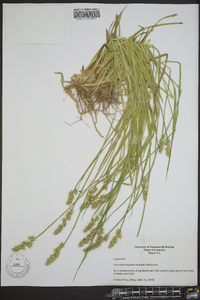 Carex laevivaginata image