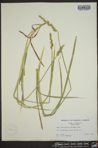 Carex laevivaginata image