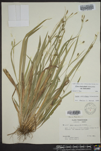 Carex laxiculmis image