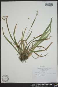 Carex laxiculmis image