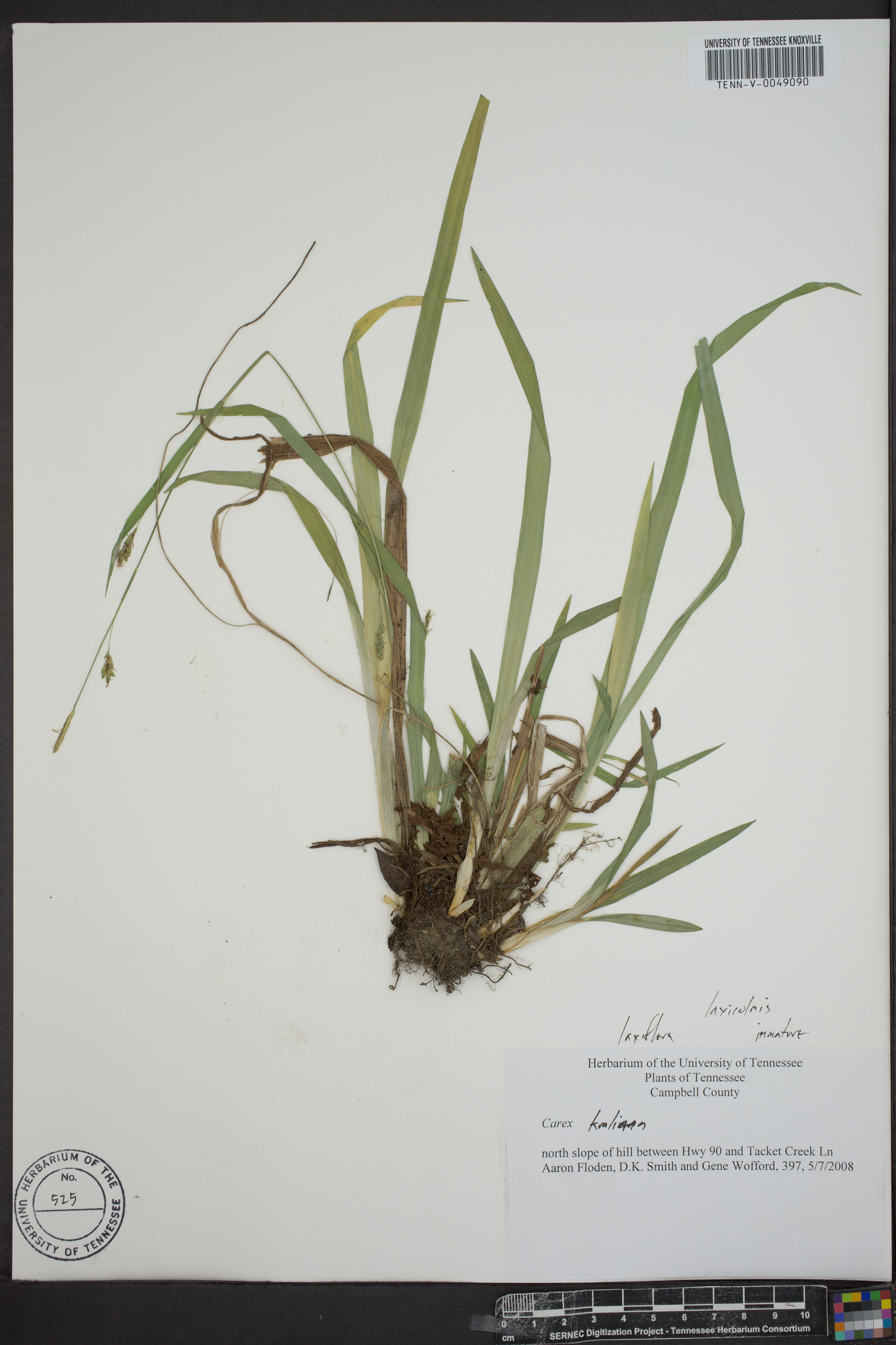 Carex laxiculmis var. laxiculmis image