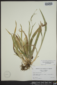 Carex laxiculmis var. laxiculmis image