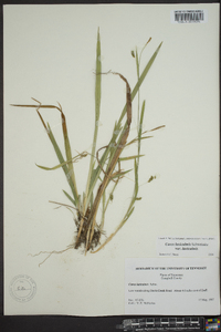 Carex laxiculmis image