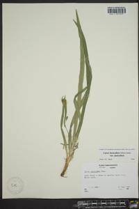 Carex laxiculmis image