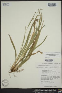 Carex laxiculmis var. laxiculmis image