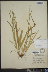 Carex laxiculmis var. laxiculmis image