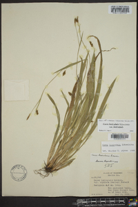 Carex laxiculmis image